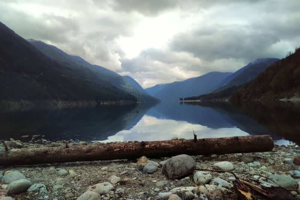 Tree fallen by river